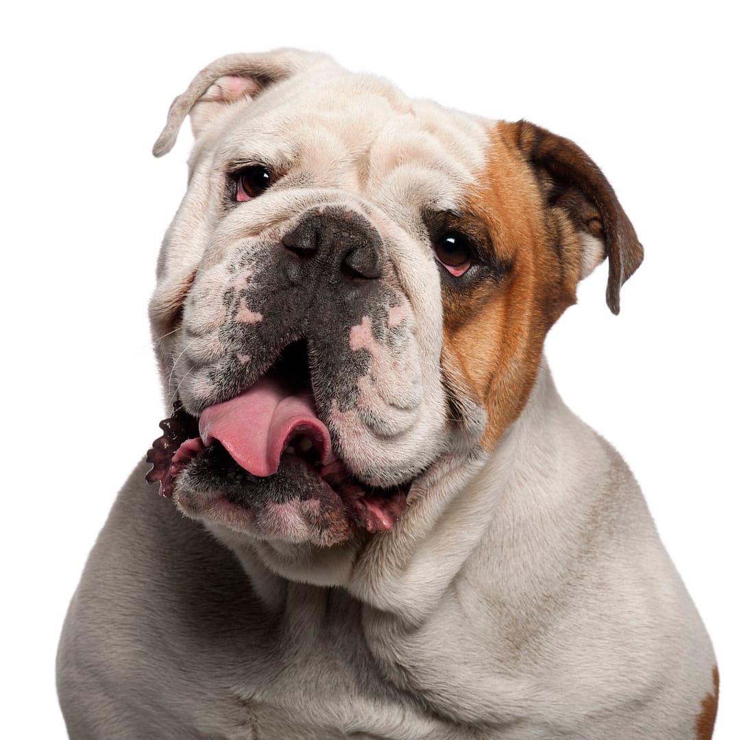 English Bulldog lifespan