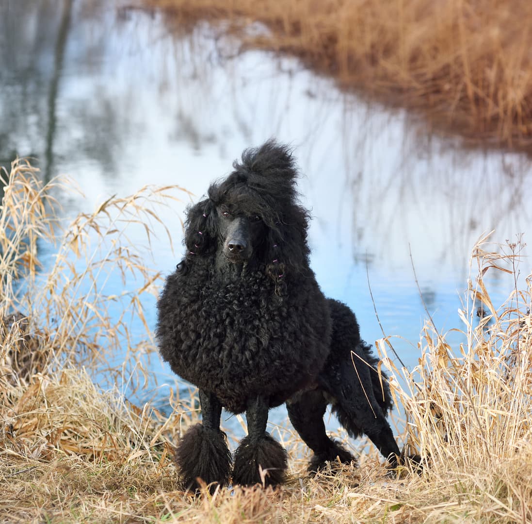 Royal black poodle by the water