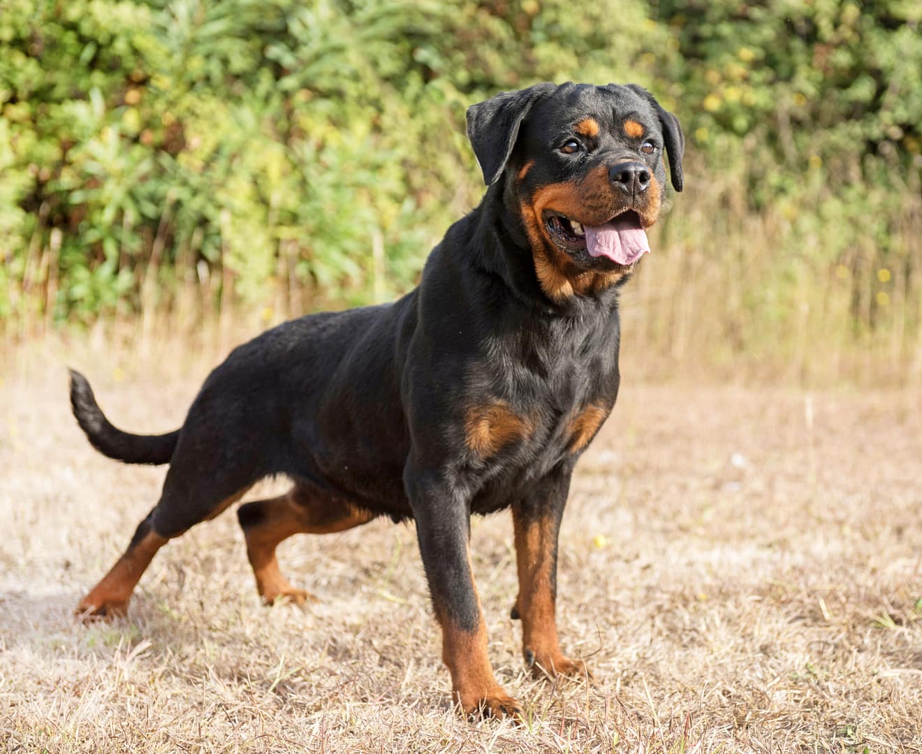 young rottweiler with a tail