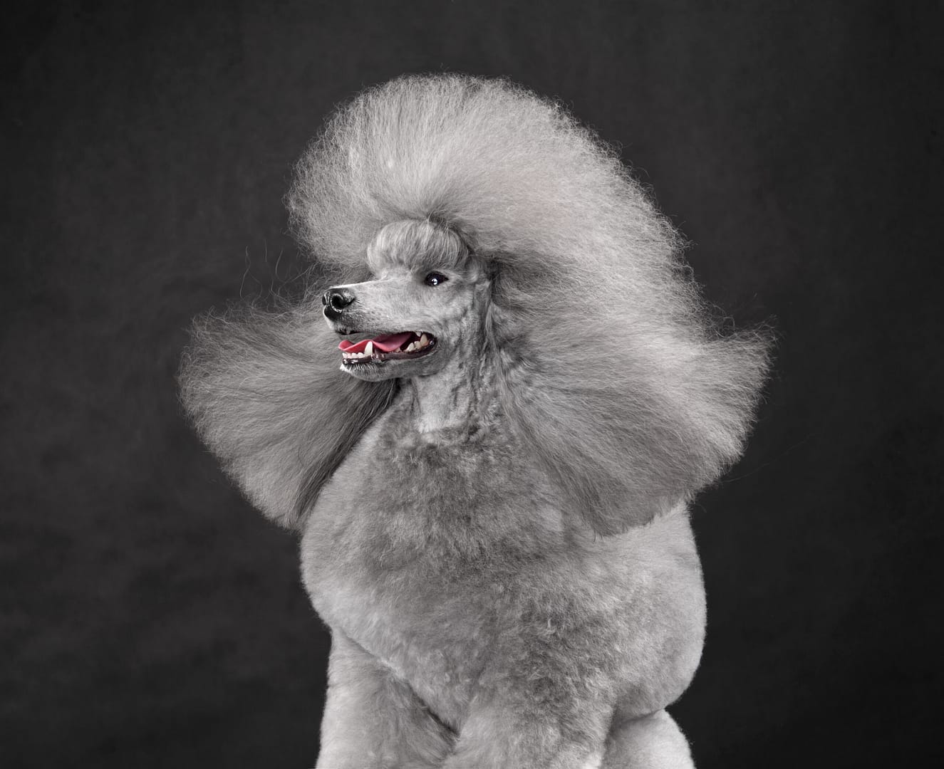 Poodle life span