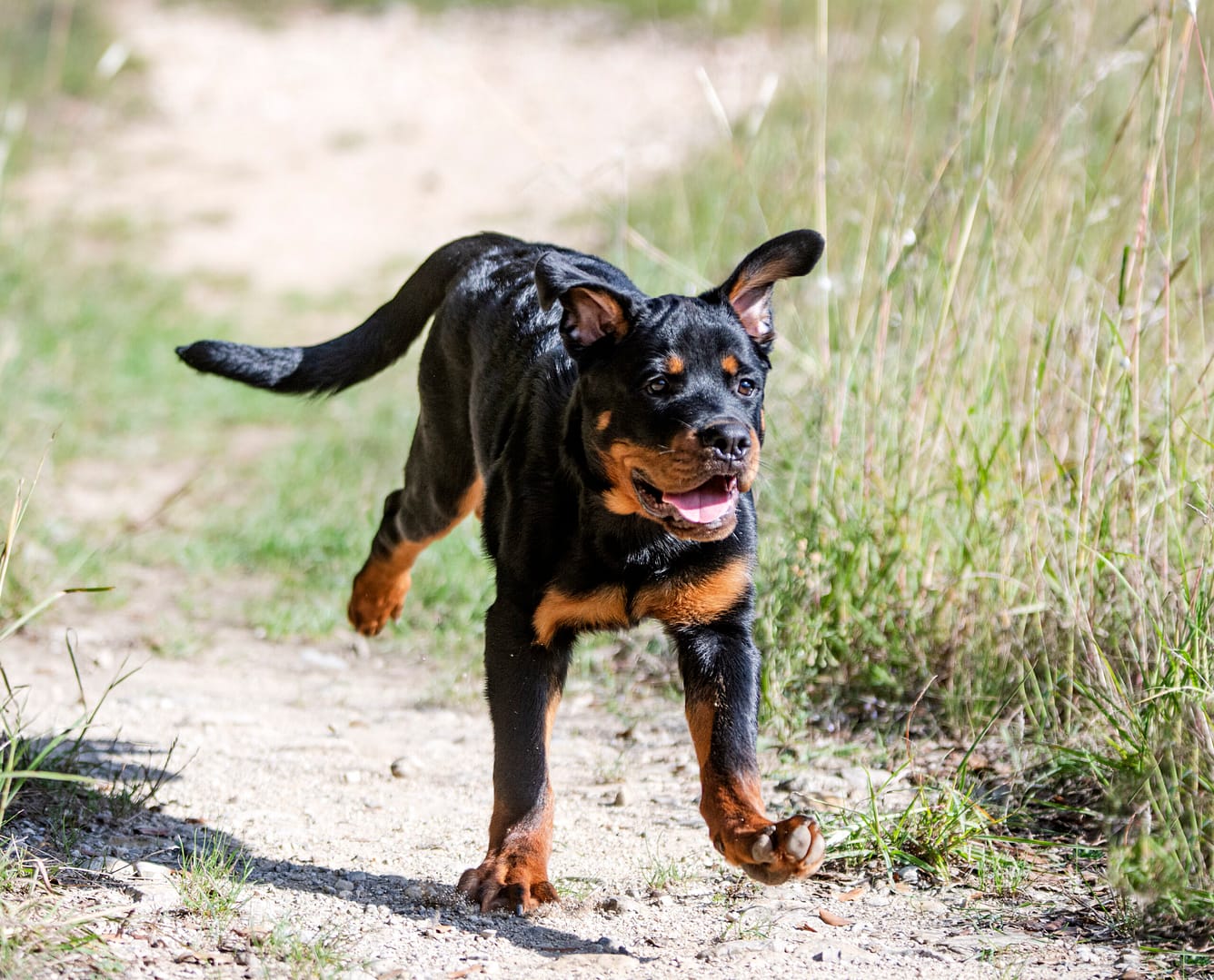 puppy rottweiler with a tail