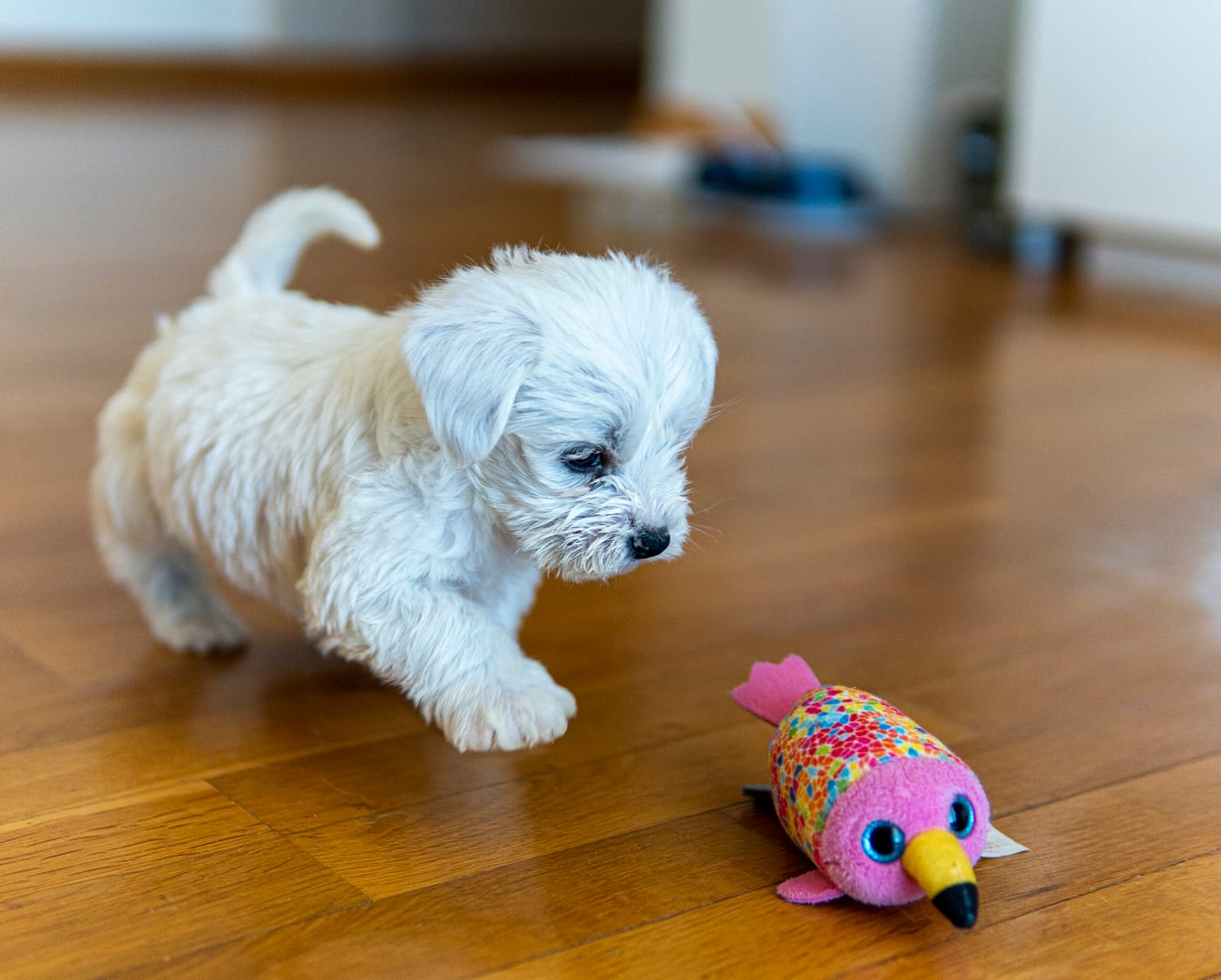 Maltese toy breed