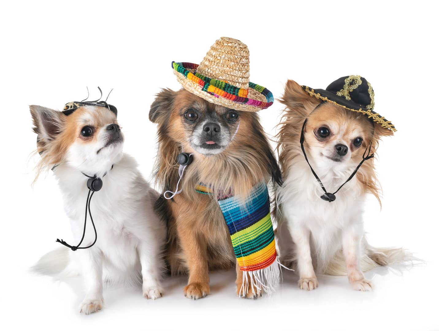 chihuahuas from mexico