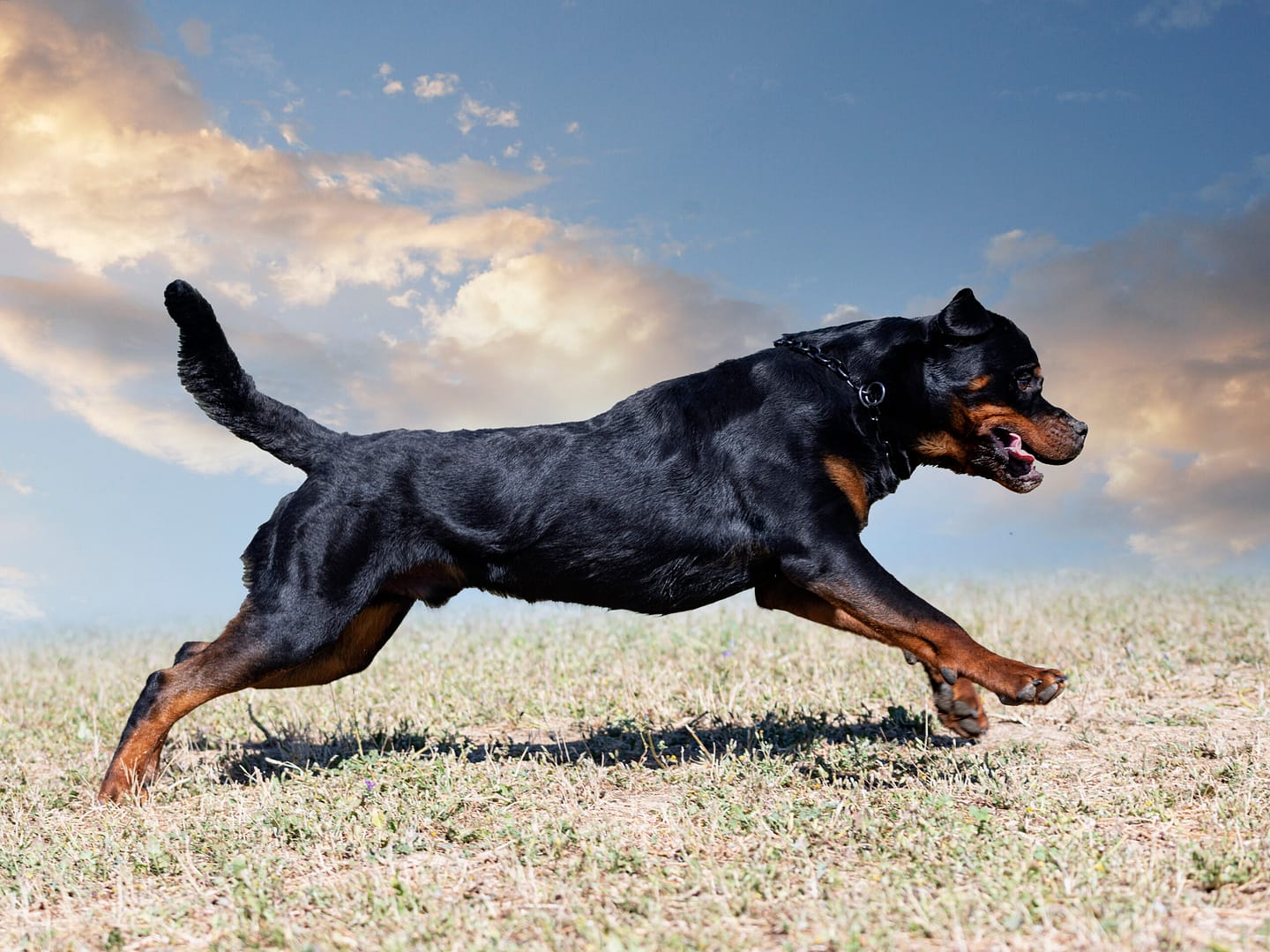 Rottweiler lifespan