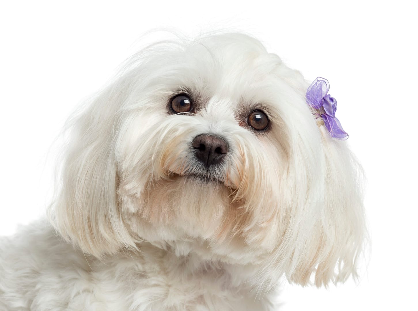 Maltese dog origin