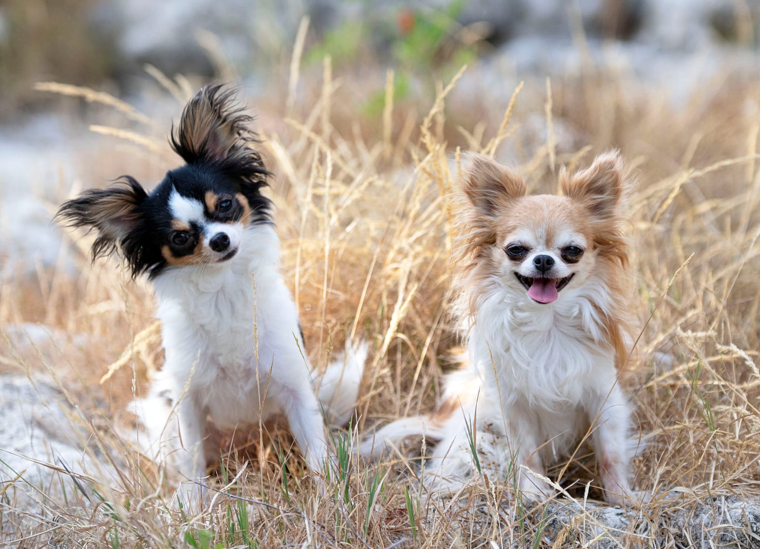 chihuahuas breed