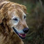 Caring for Your Aging Golden Retriever: Lifestyle Adjustments and Health Tips