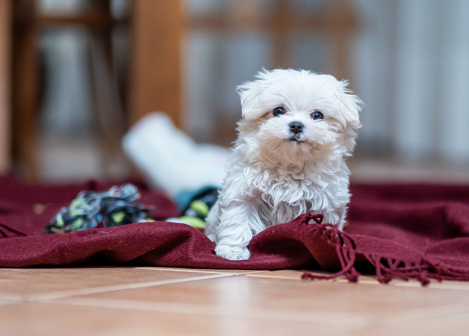 Maltese puppies