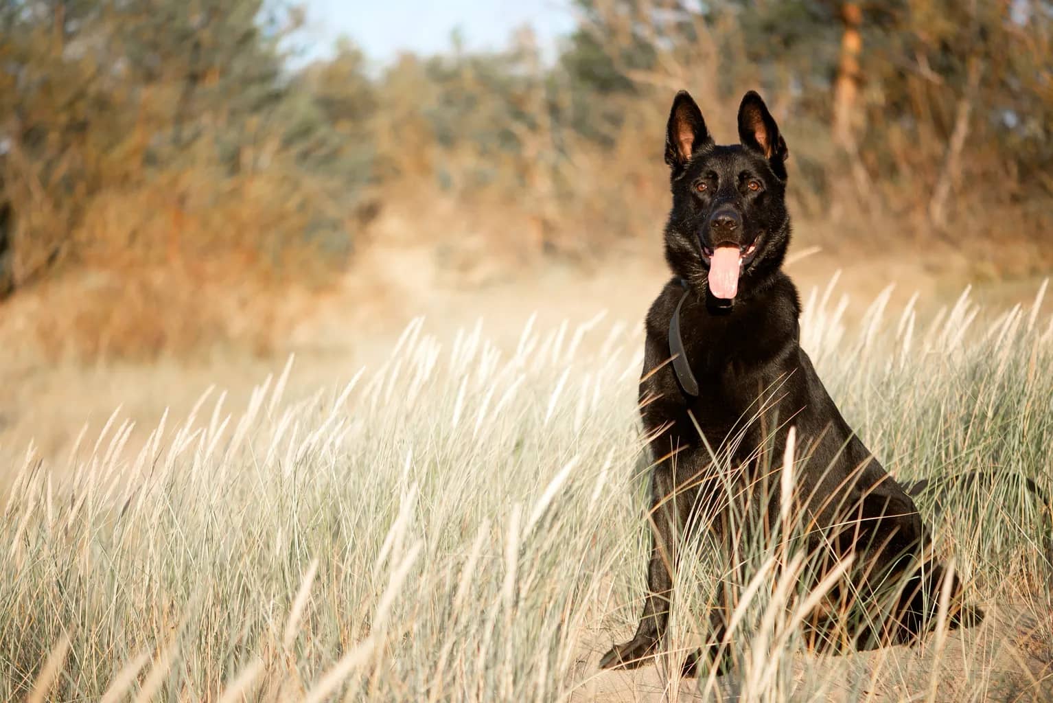 Black Belgian Malinois