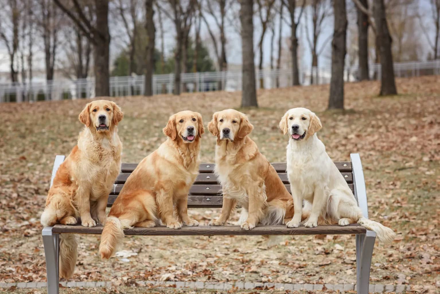 The History and Evolution of the Golden Retriever Breed