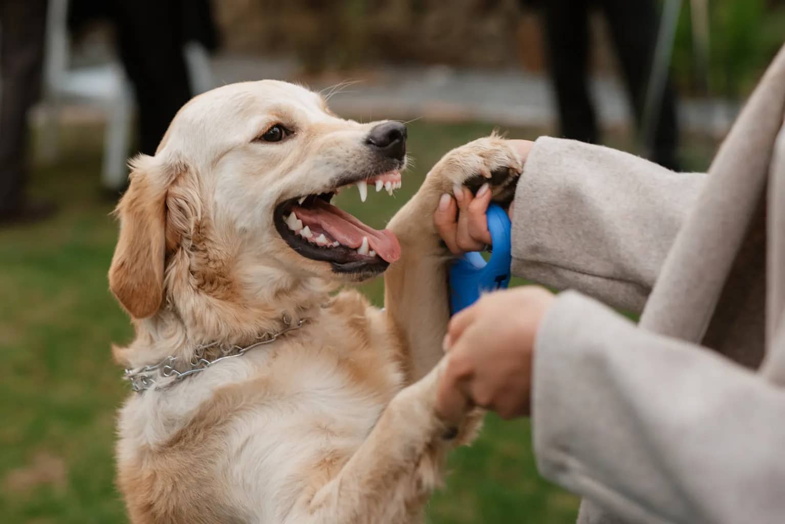 Dealing with Behavioral Problems in Golden Retrievers: Expert Advice