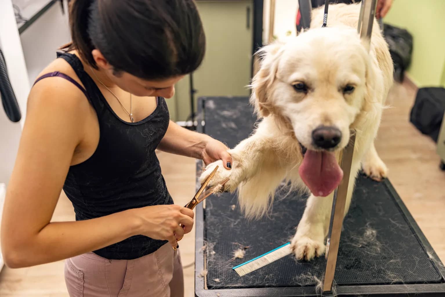 How to Clip Your Golden Retriever's Nails Safely at Home