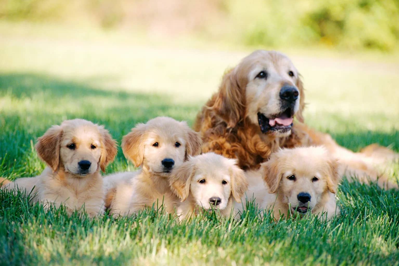 Understanding the Genetics of Golden Retrievers: An Overview