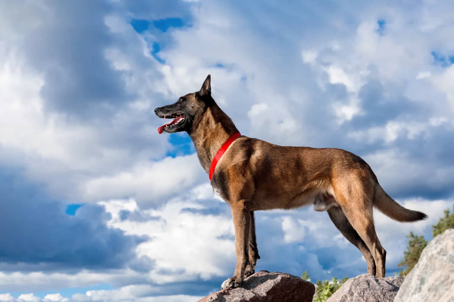 Belgian Malinois