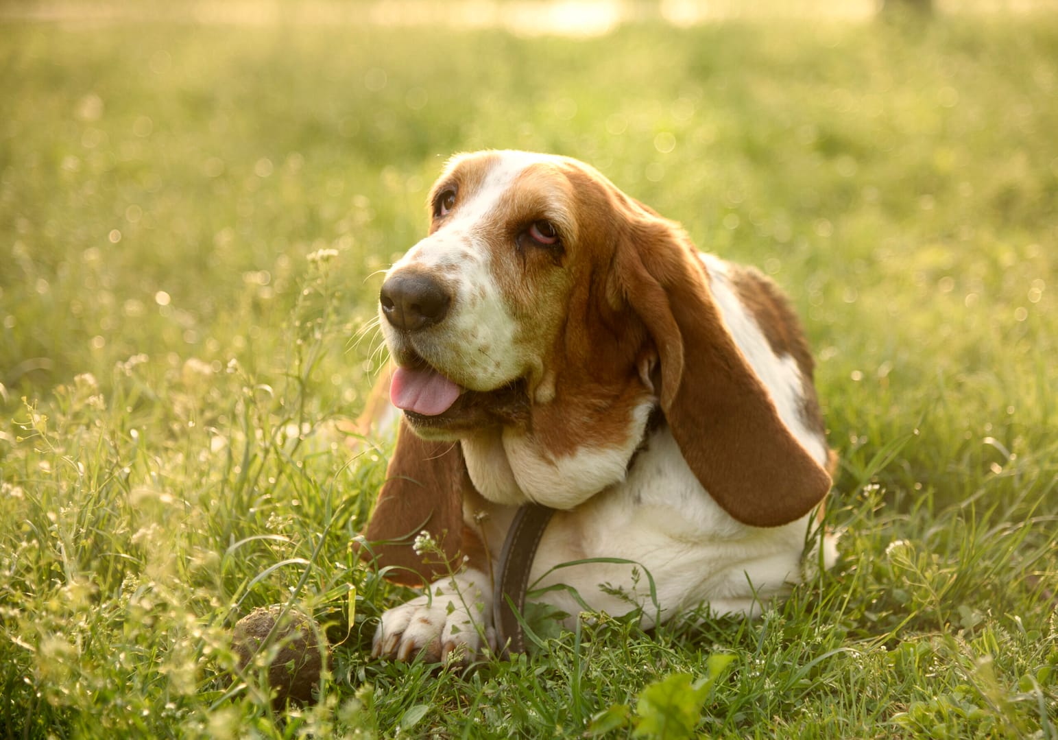 basset hound lifespan