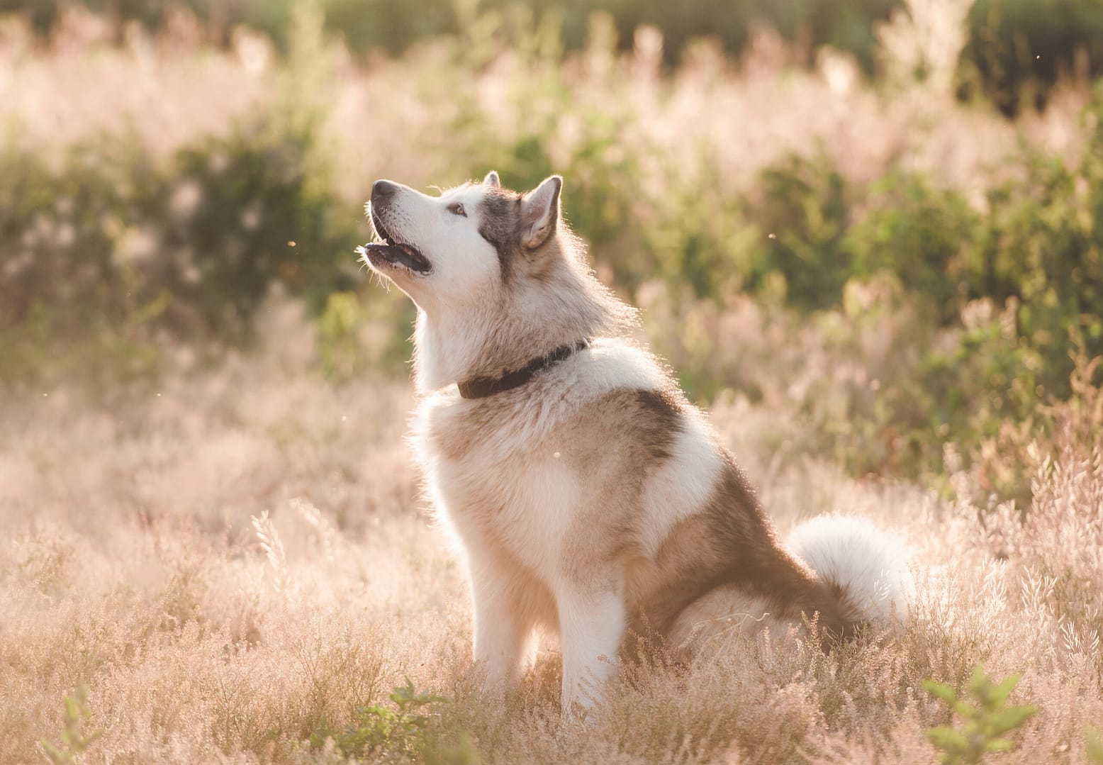 alaskan malamute guard dog