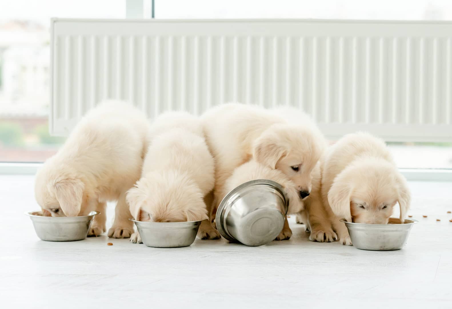 How much to feed a Golden Retriever puppy?