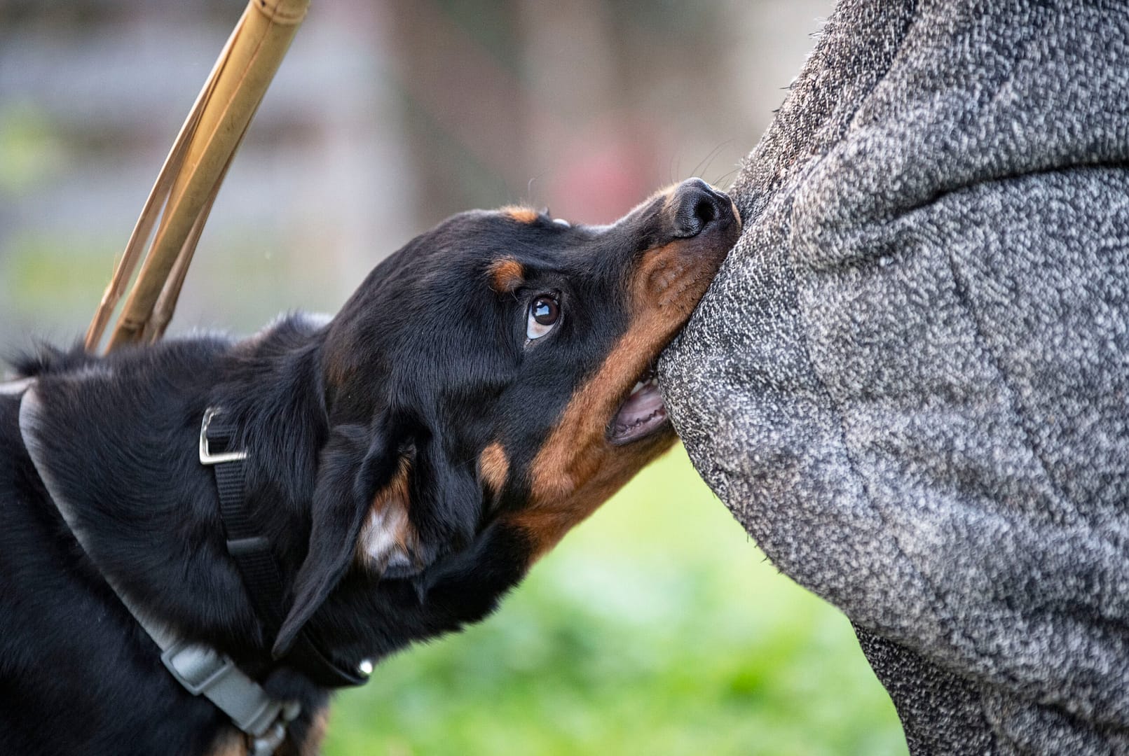 rottweiler bite force