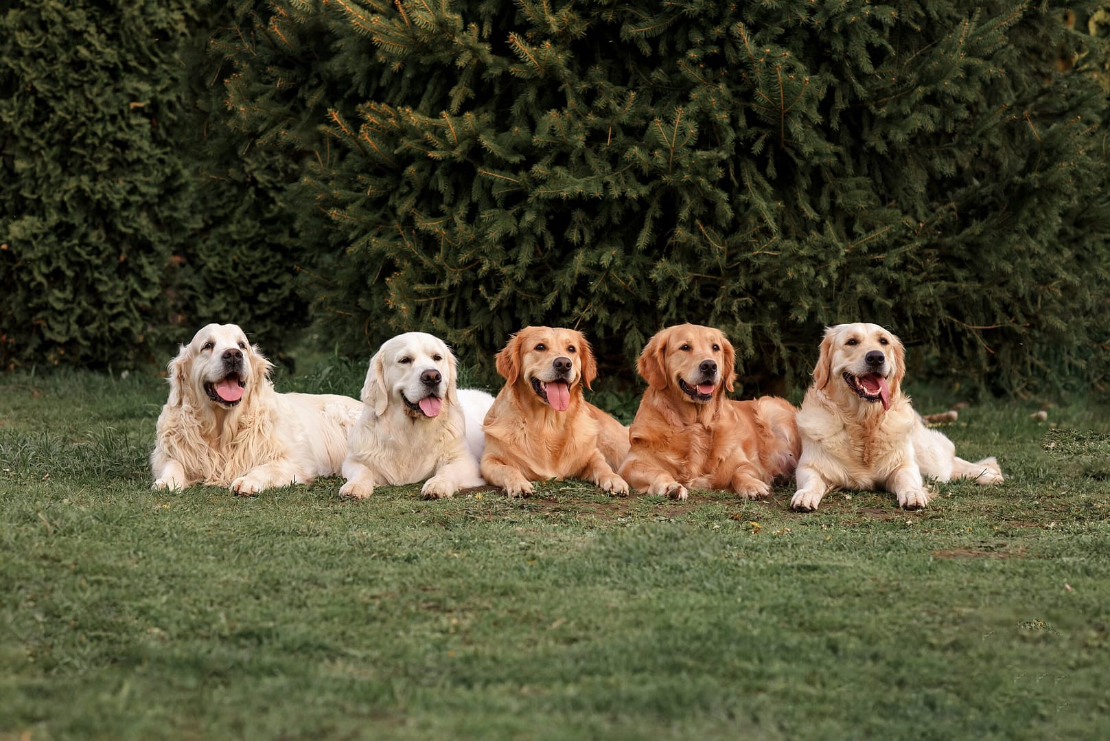 What are the 3 types of Golden Retrievers?