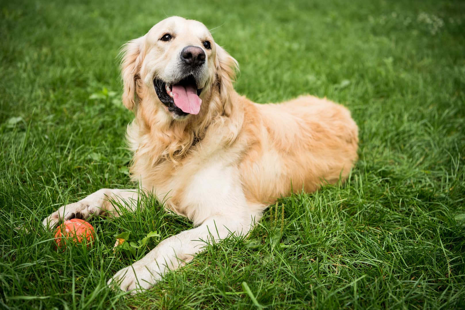 Why are Golden Retrievers so happy?