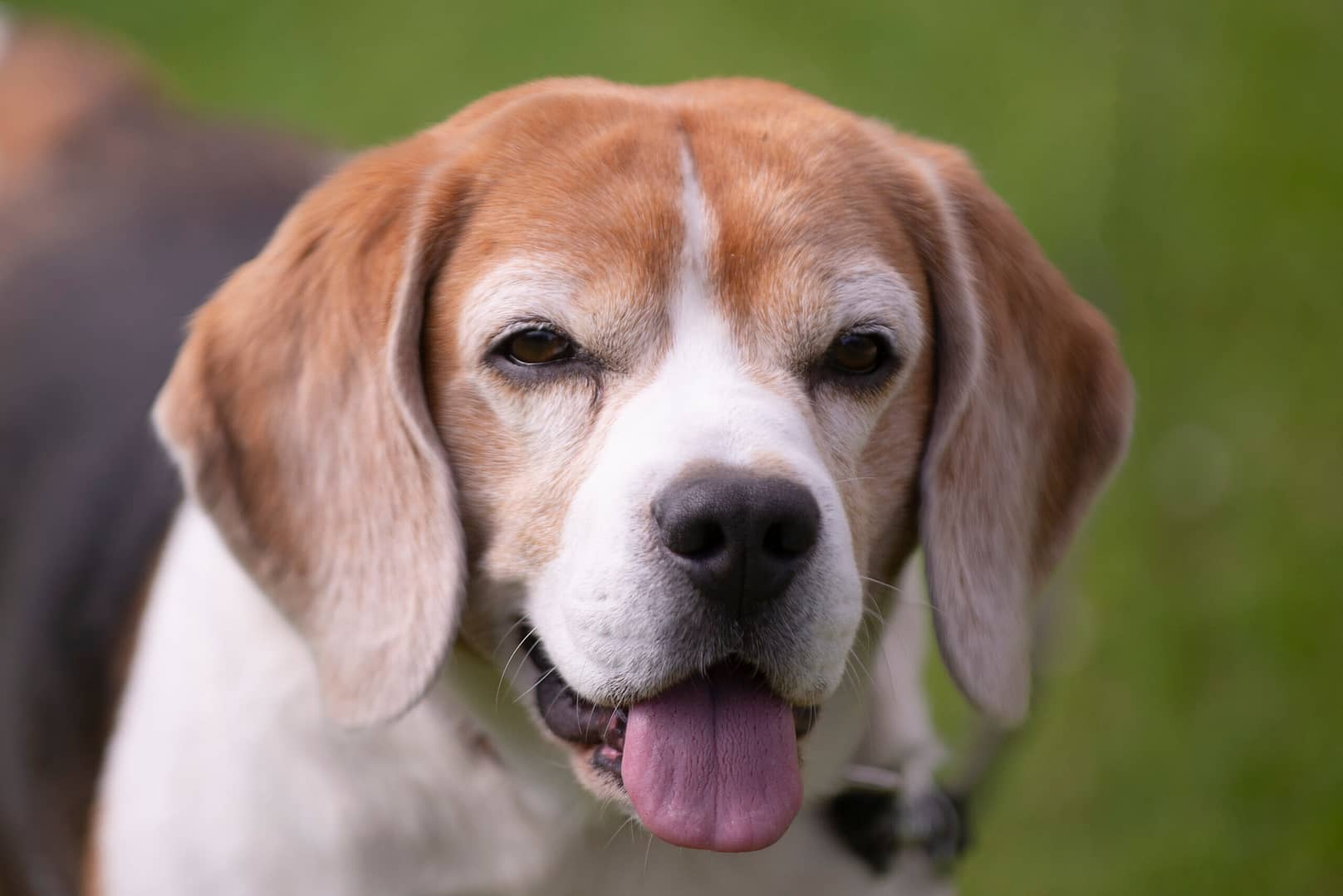 old beagle dog life span