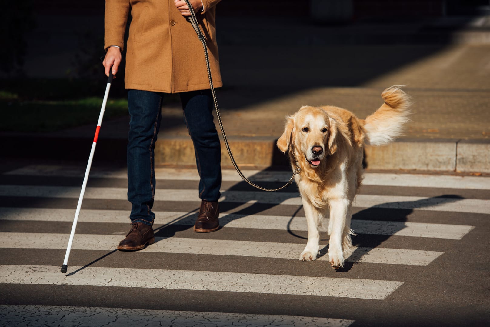 Are Golden Retrievers good guide dogs?