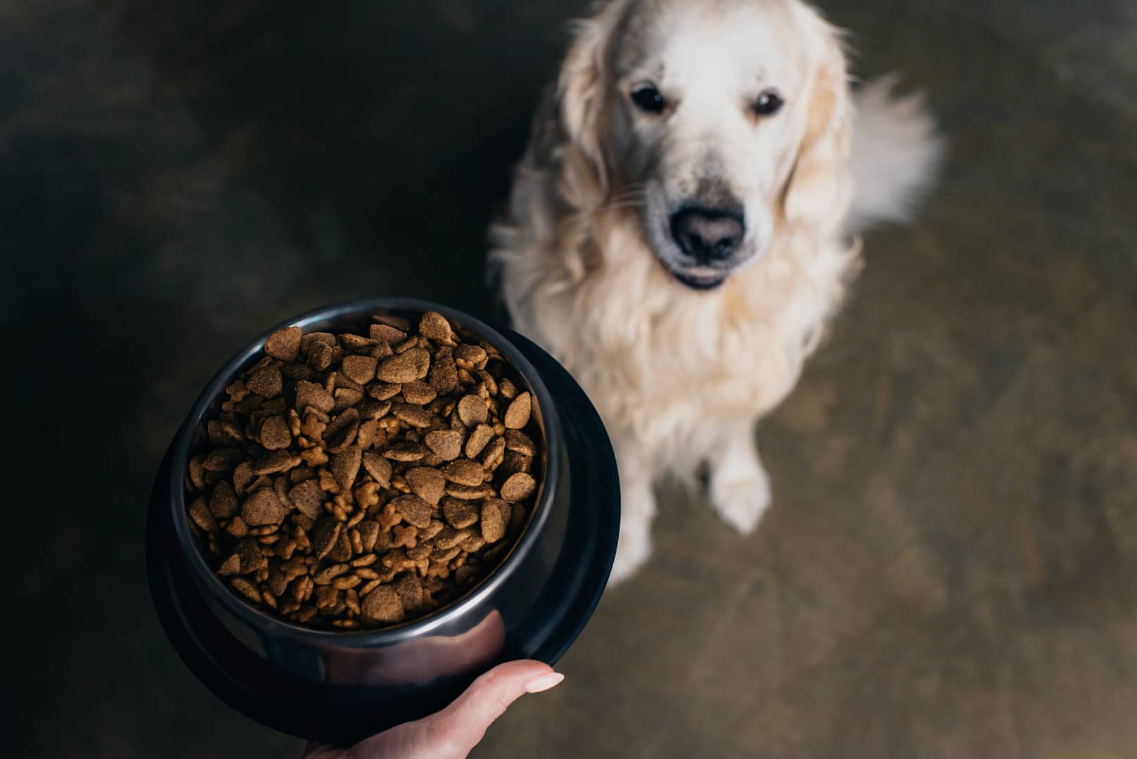 What do Golden Retrievers eat?