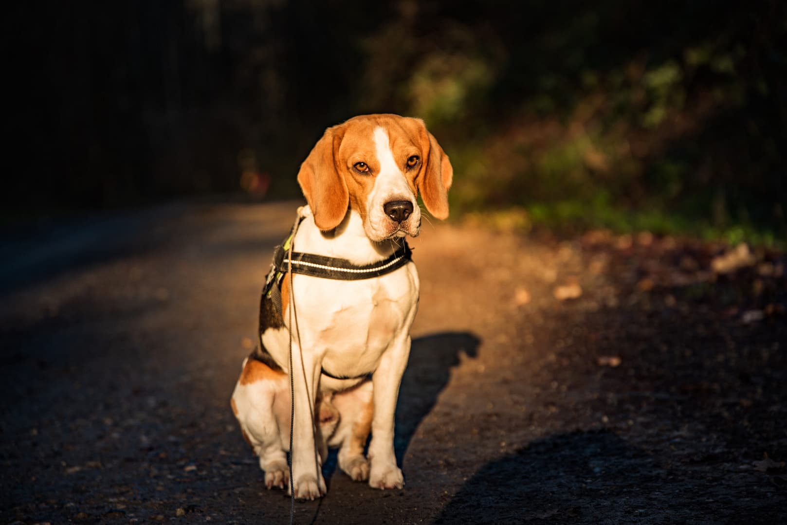 beagle shedding