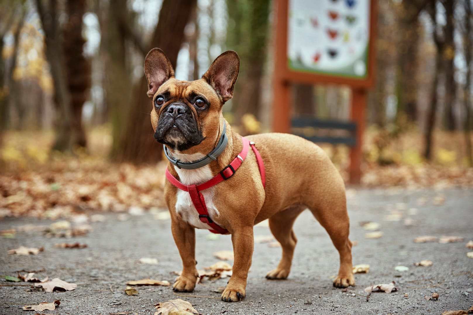 French bulldog height