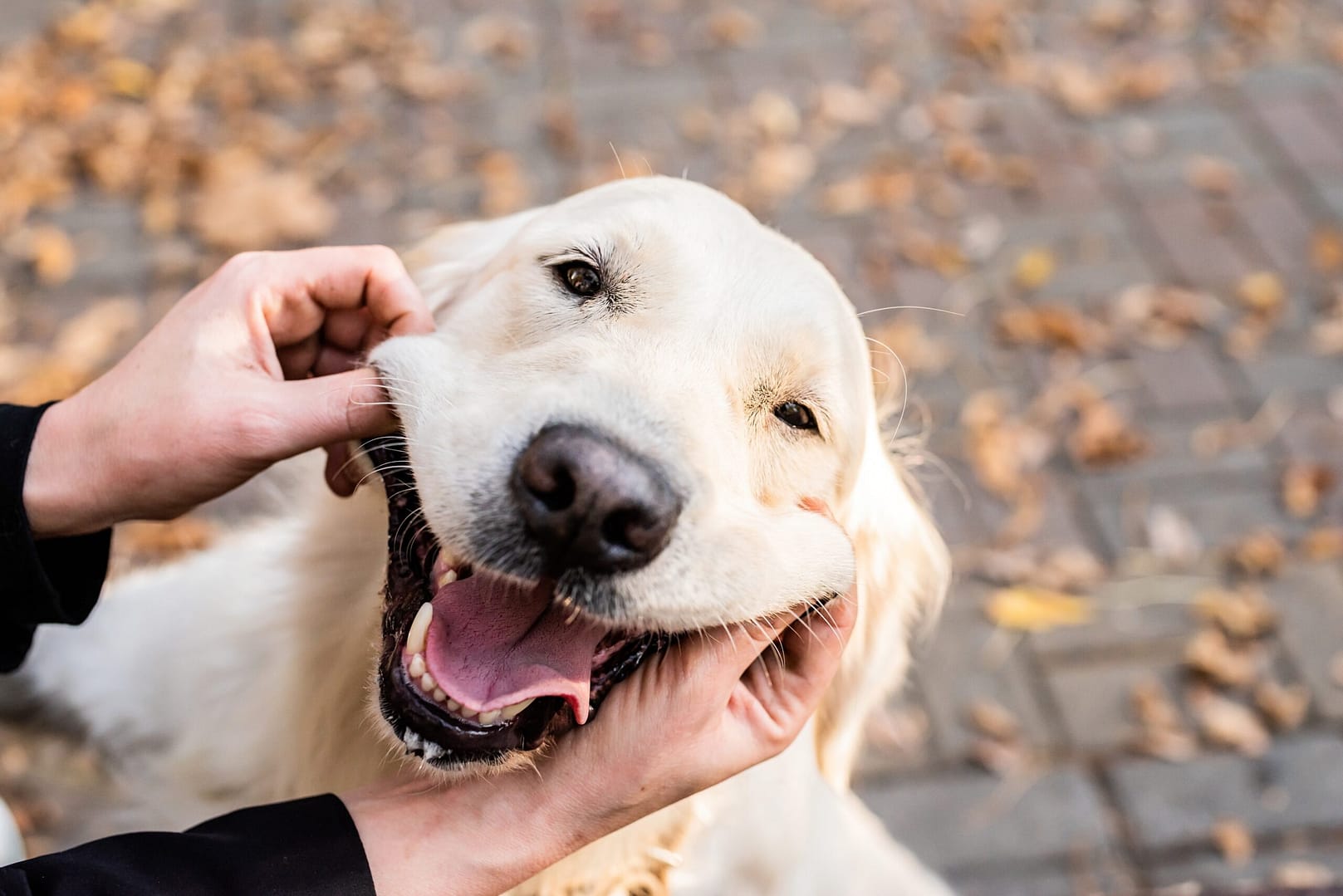 smiling golden retriever dog