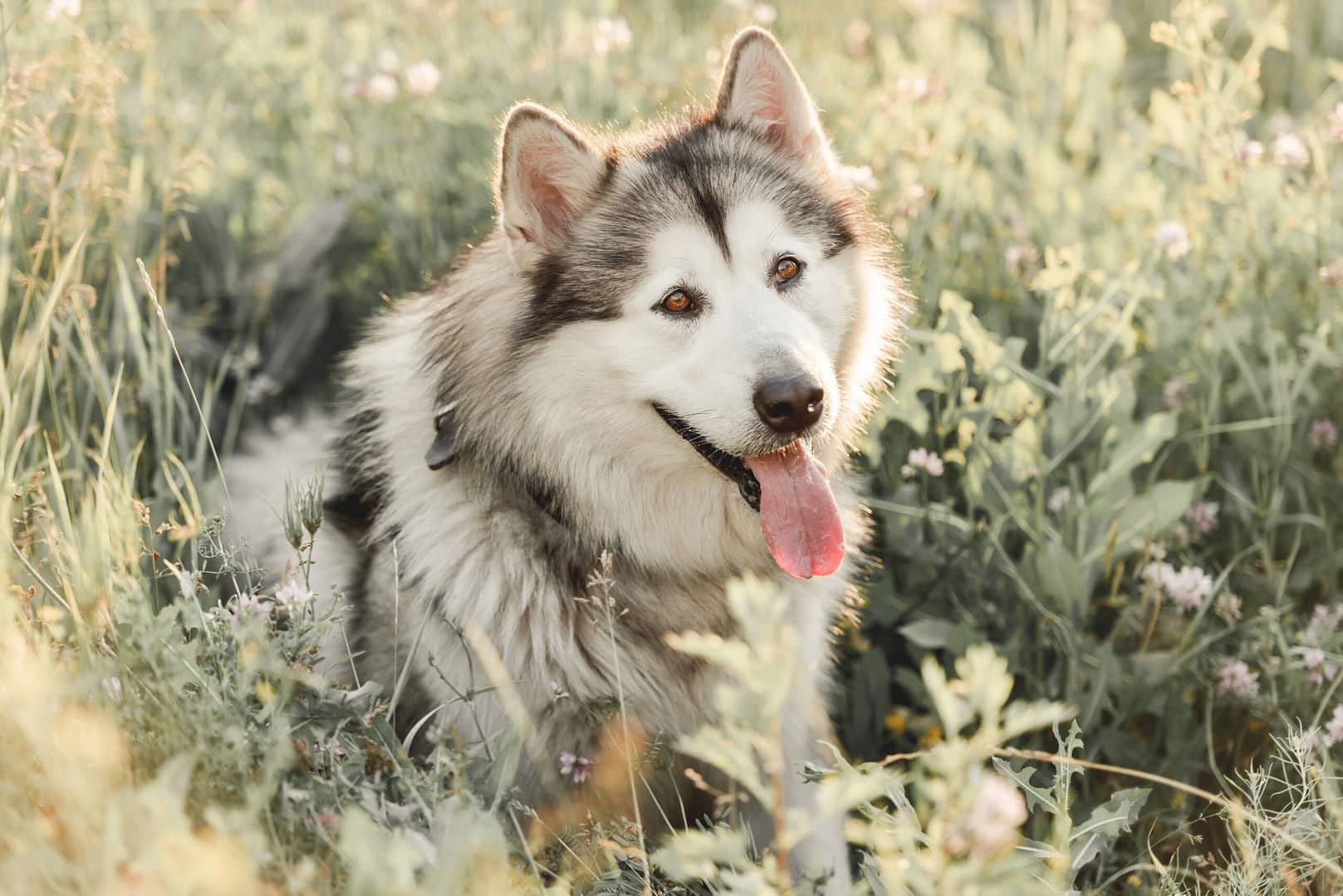 Alaskan malamute shedding