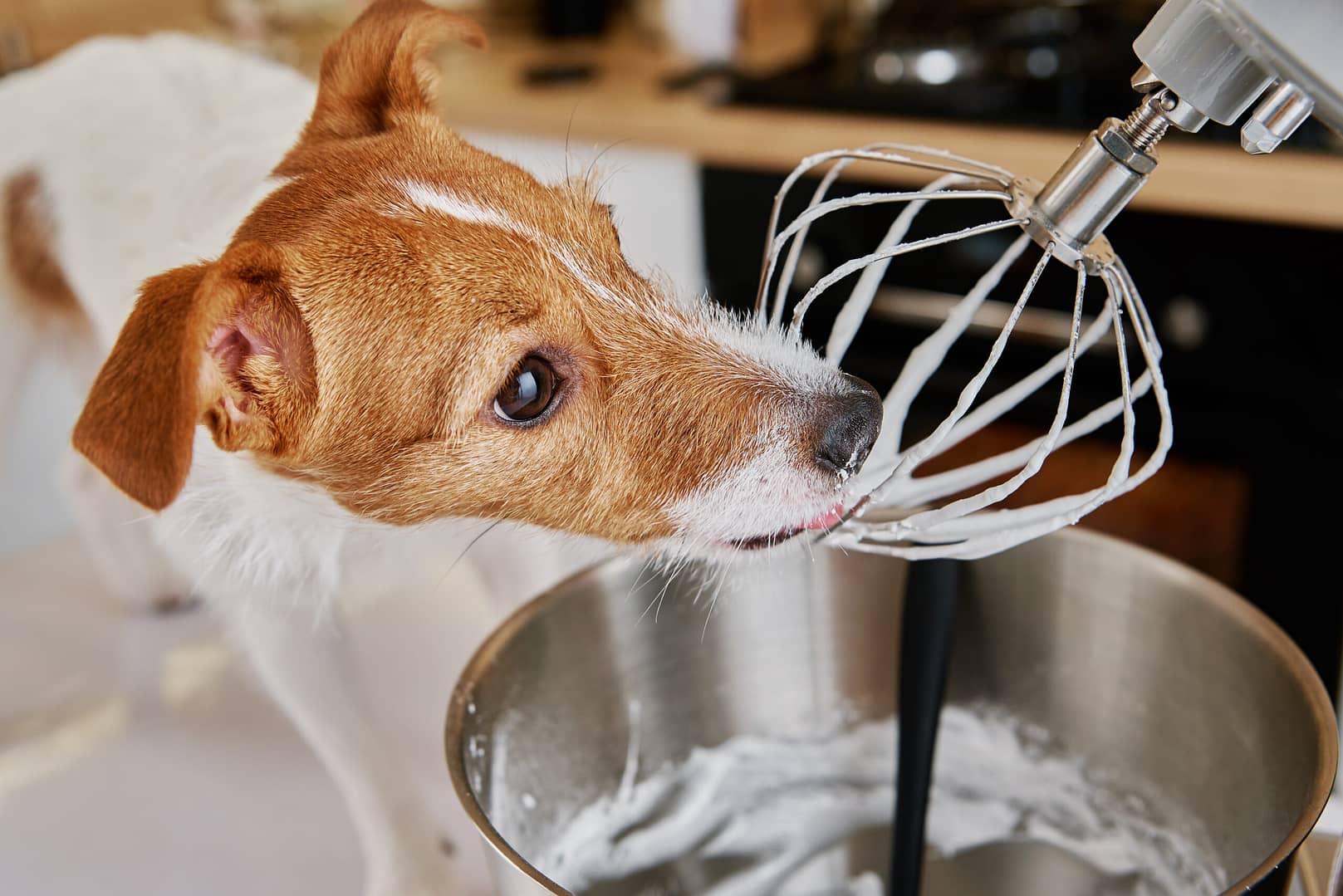 Dog eating whipped cream