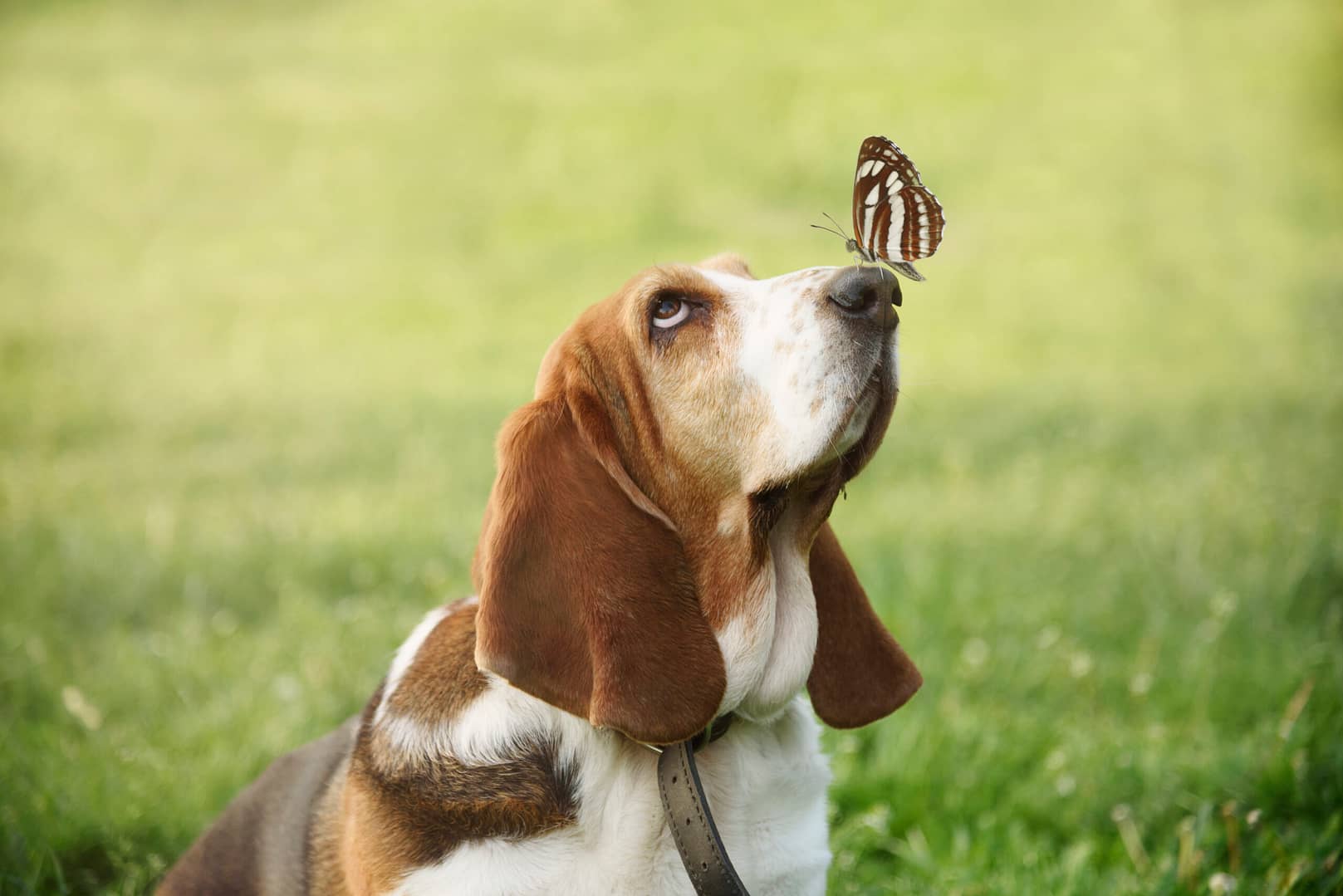 is basset hound good with cats