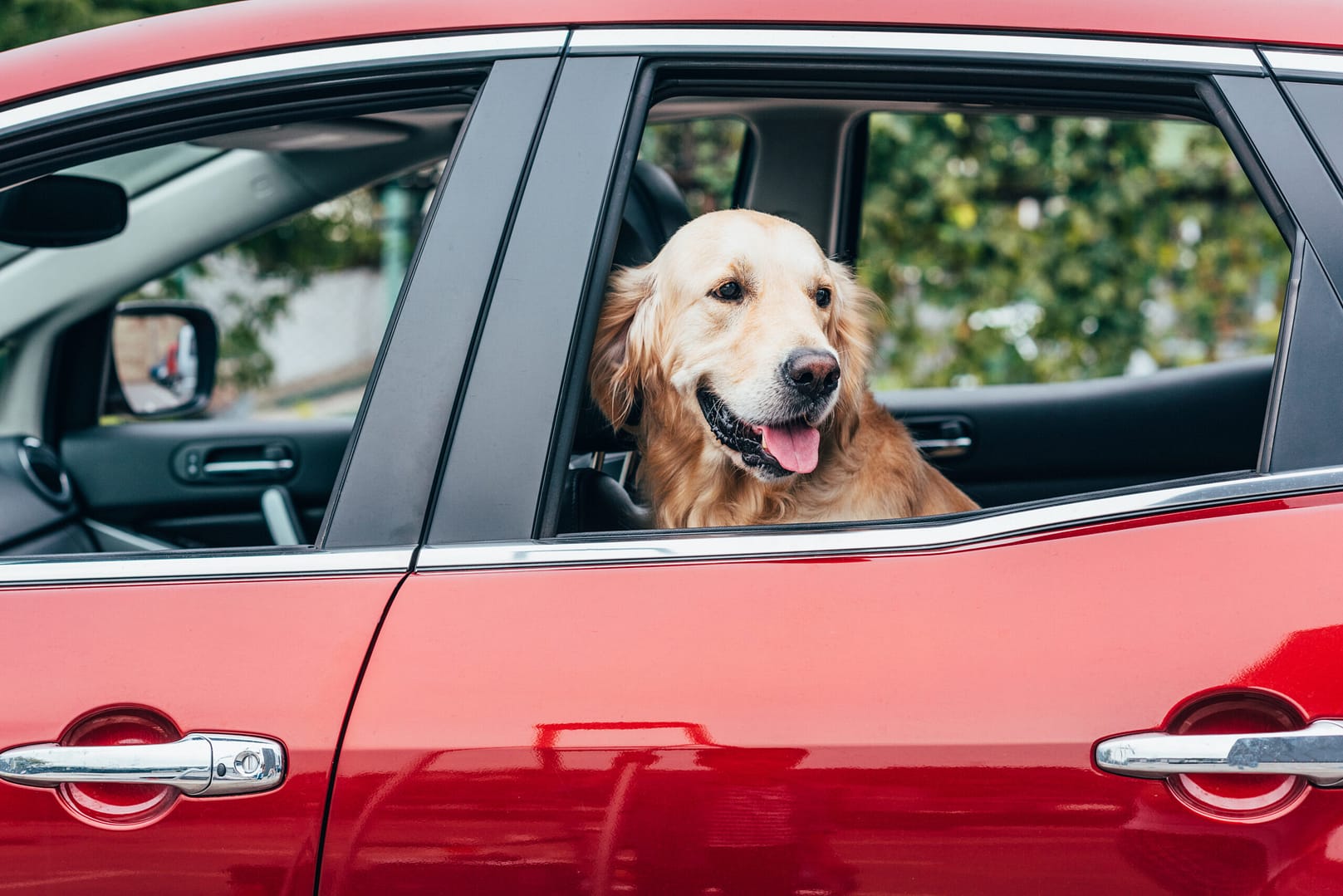 Traveling with Your Golden Retriever: Tips for a Smooth Experience