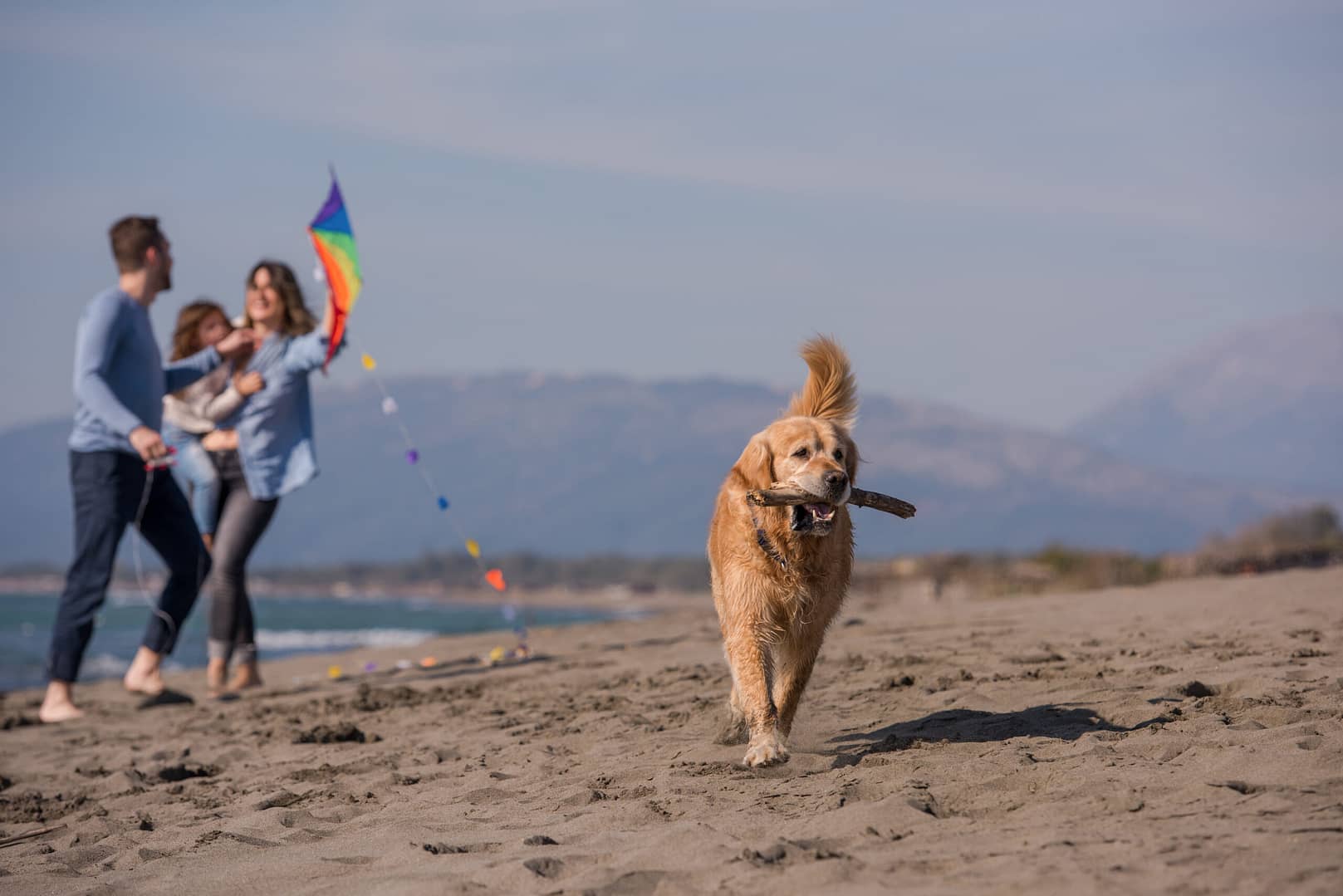 Fun Activities to Do with Your Golden Retriever