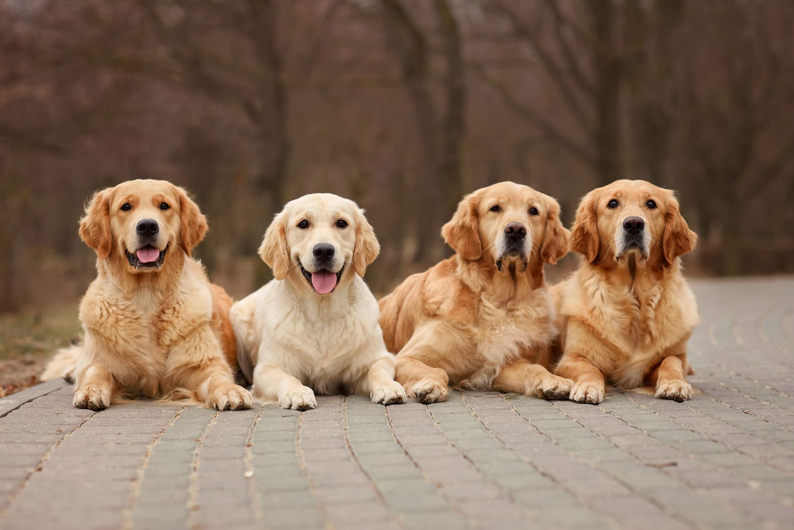 Genetic Health Concerns in Golden Retrievers: What Every Owner Should Know