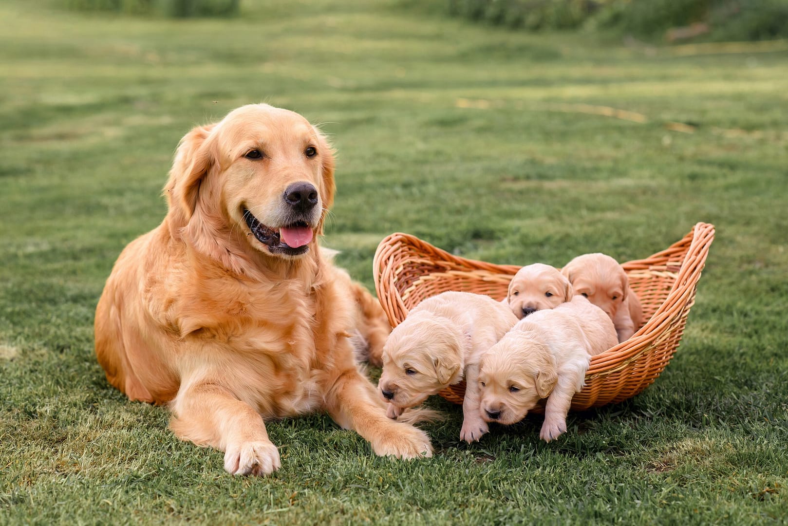 How many puppies do Golden Retrievers have?