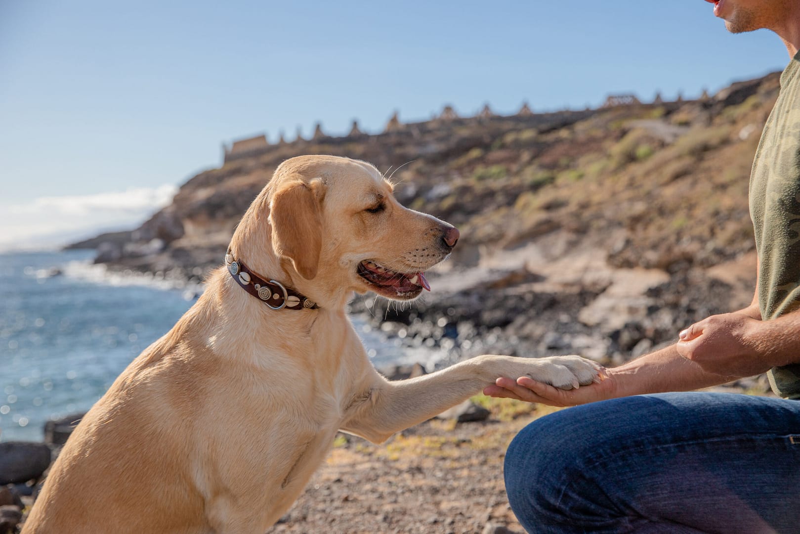 Smart Labrador Retriever