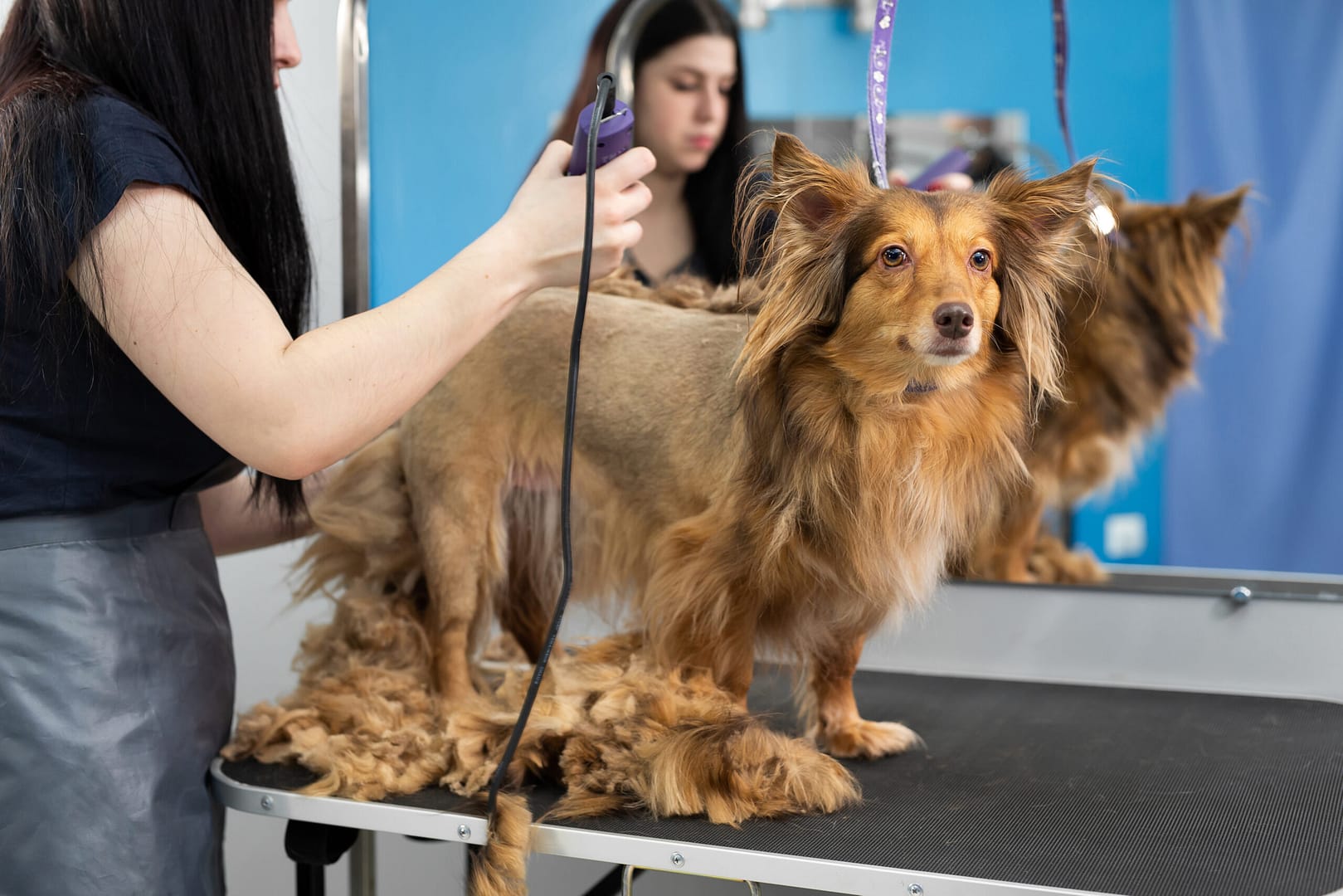 A groomer shaves a dog's fur with an electric razor in a barber shop