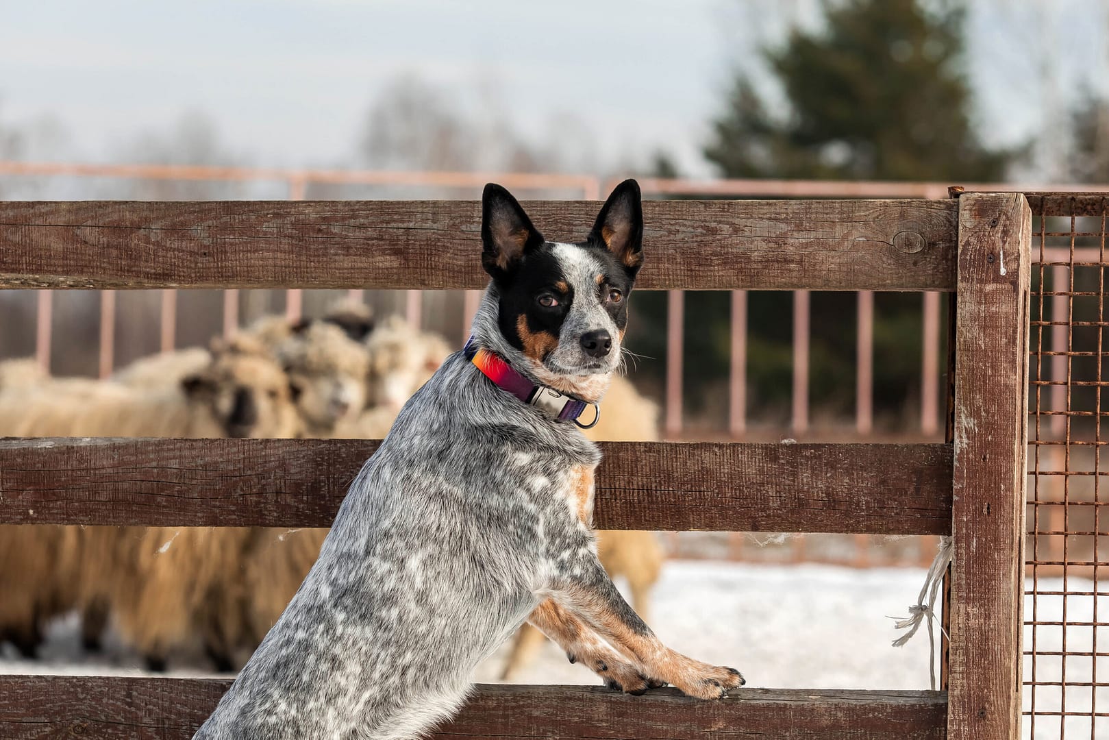 australian-cattle-dog-the-healthiest-dog