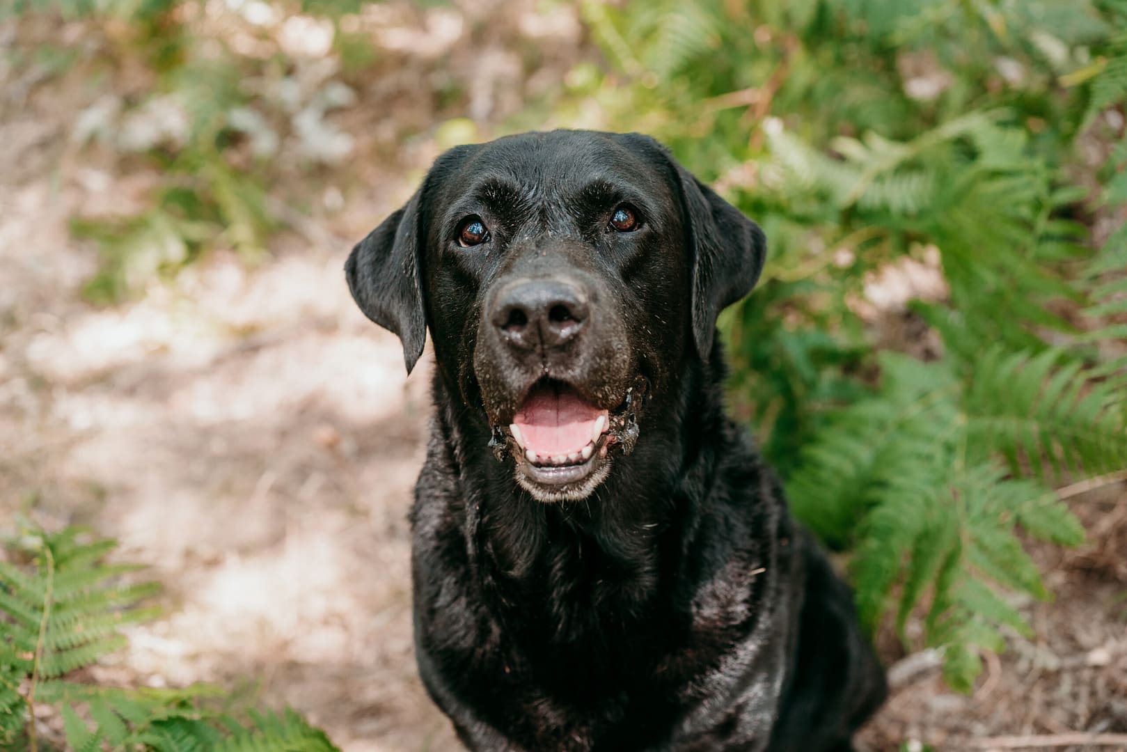 labrador retriever lifespan