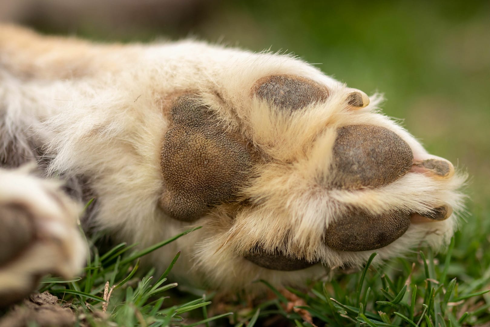 Do Golden Retrievers have webbed feet?