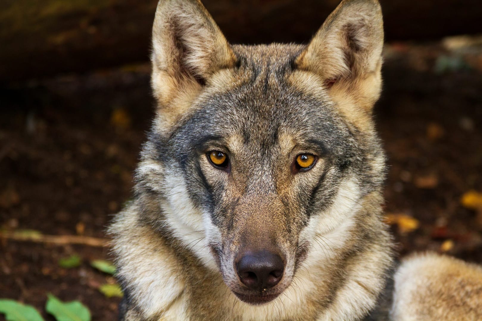 What dog breeds are closest to wolves?