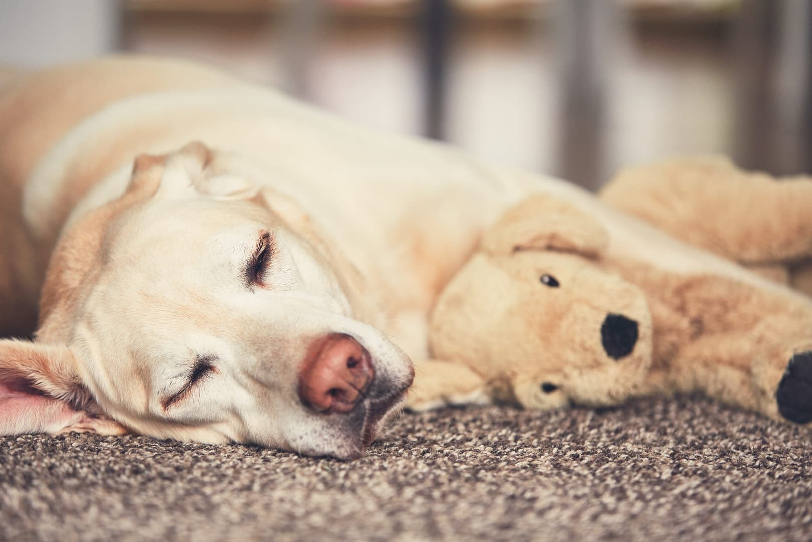 good labrador retriever