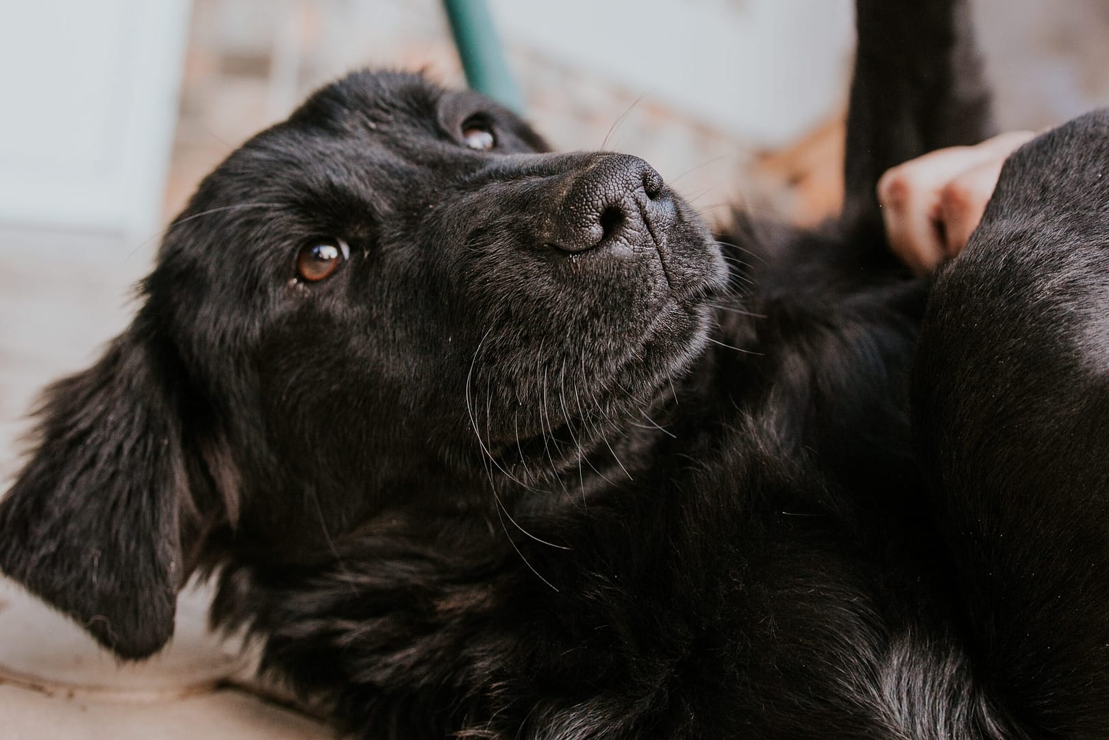 black golden retriever dog mix