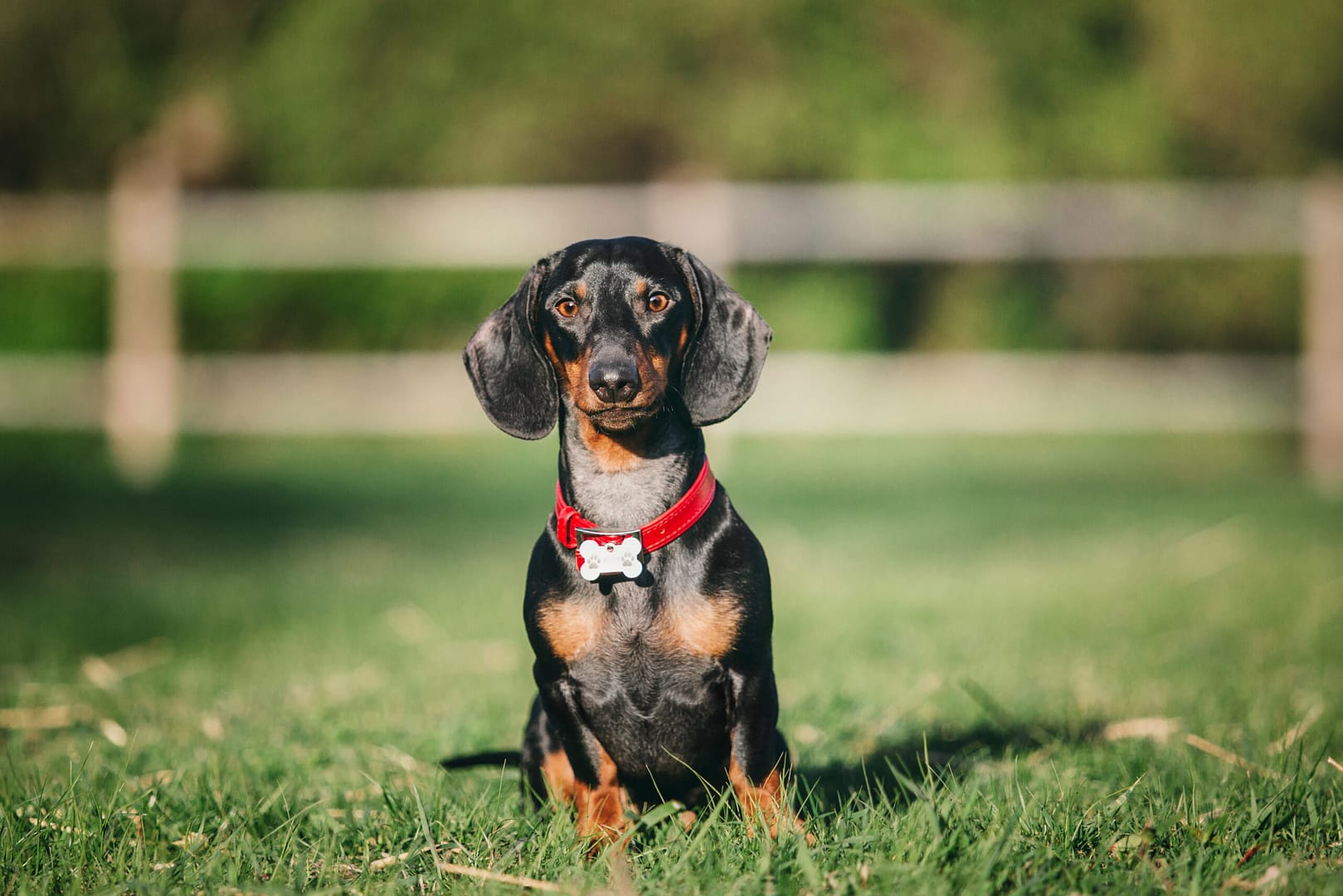 dachshund shedding