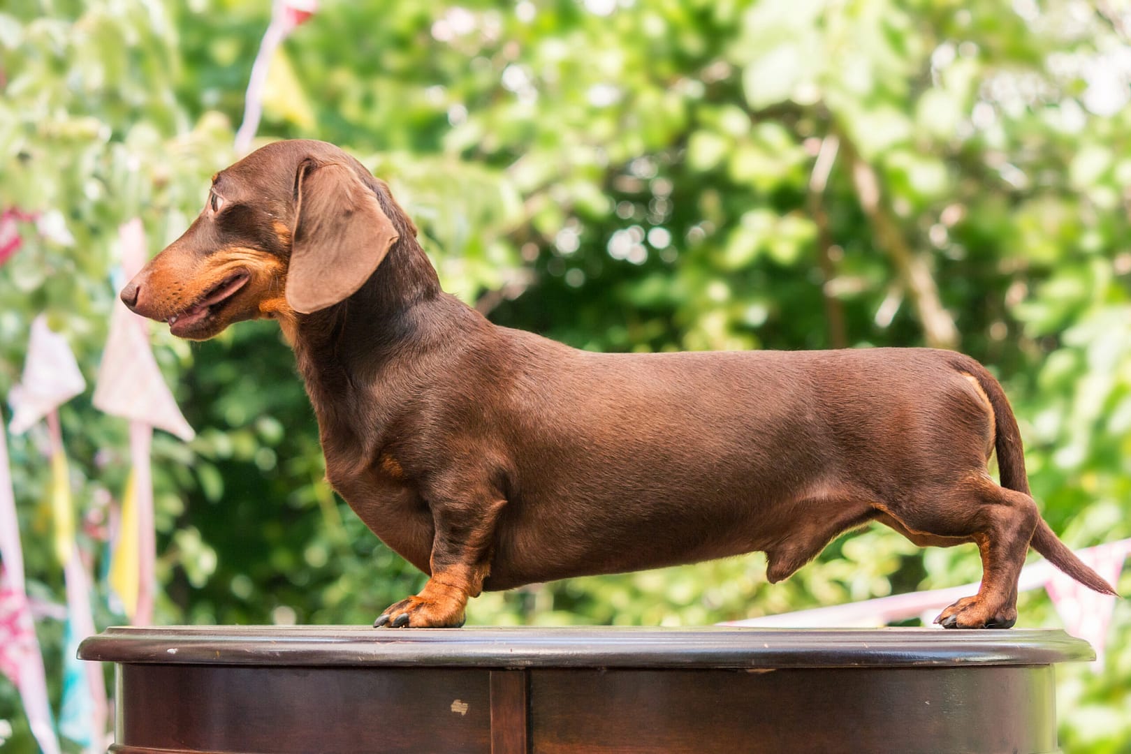 dachshund hunting breed