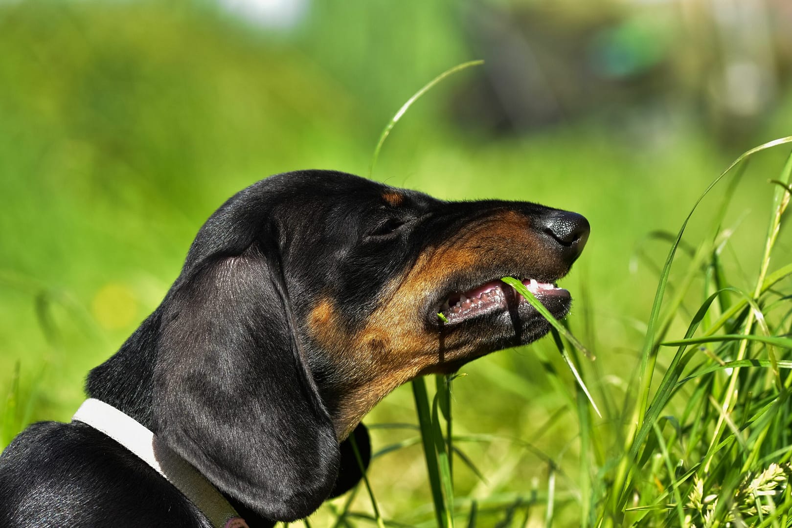 Why do dogs eat grass?