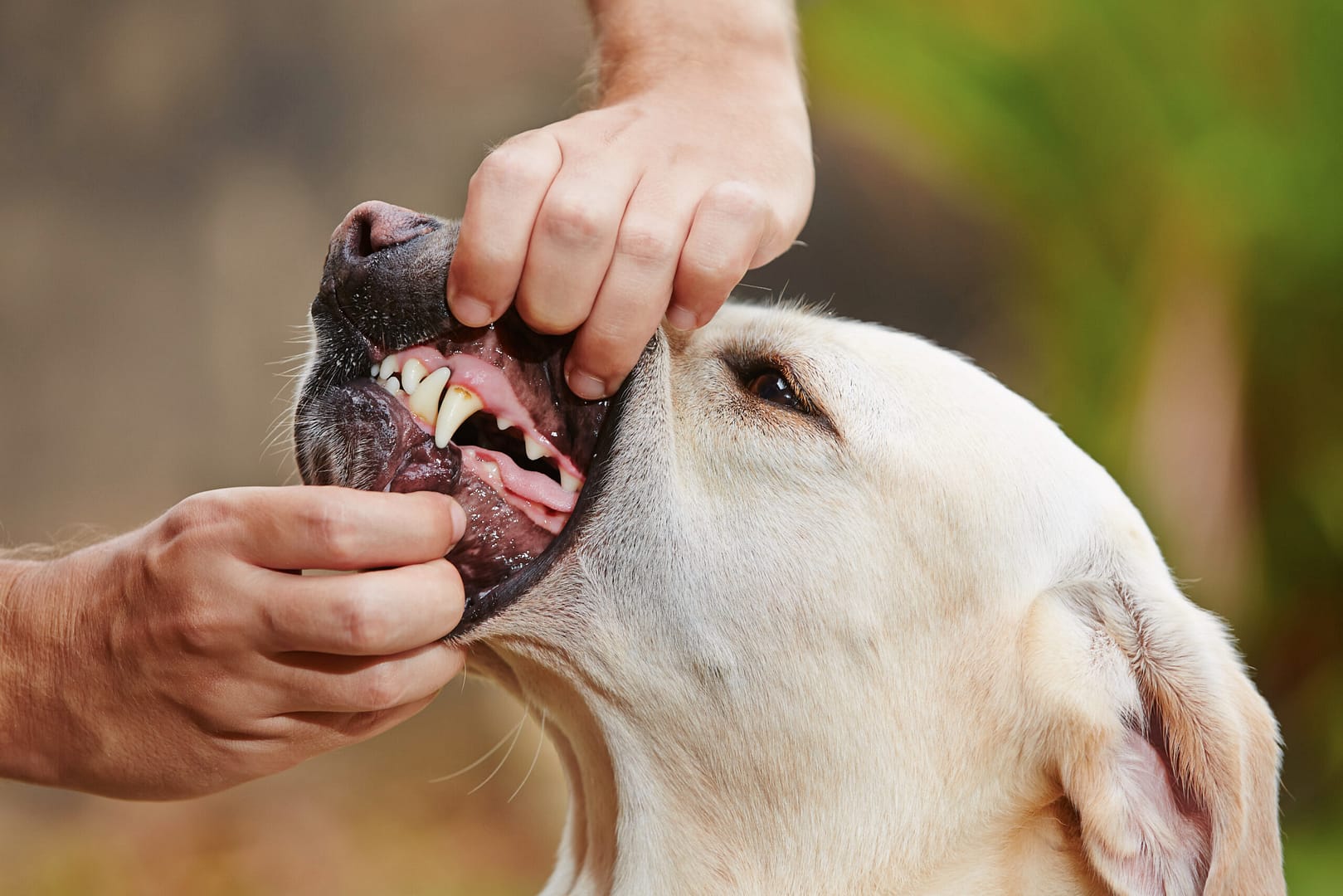 Can Golden Retrievers be aggressive?