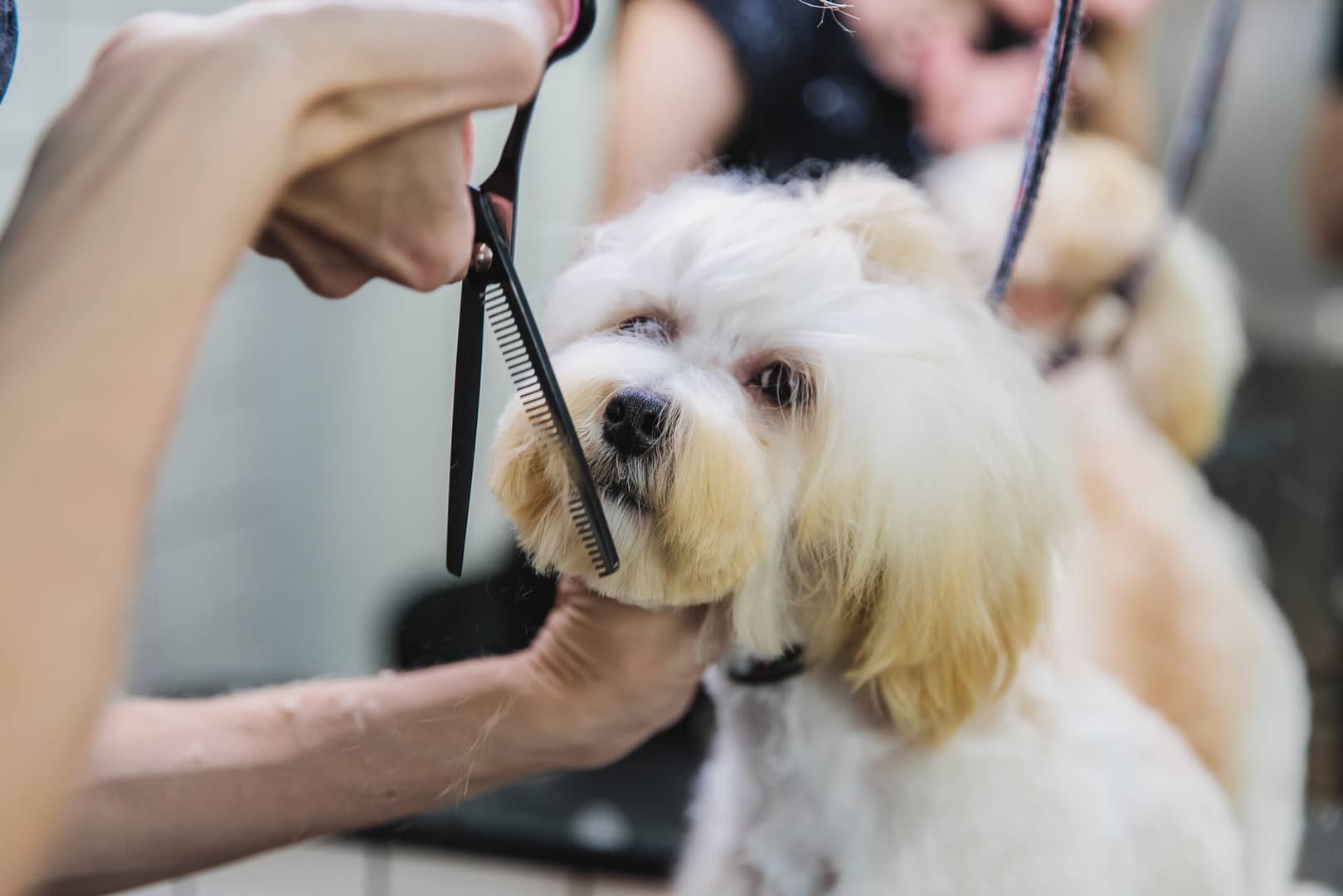 How to trim Maltese face